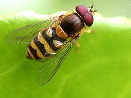 Közönséges zengőlégy (Syrphus ribesii)