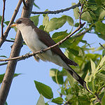 Brown on top and white underneath with a yellow bill, a bird sits on a branch among leaves.