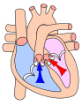 Ventricular systole