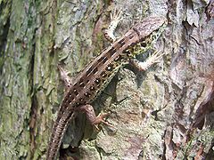 Lézard des souches Lacerta agilis.