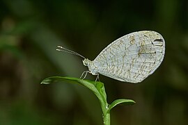 Leptosia nina-Kadavoor-2017-05-04-003