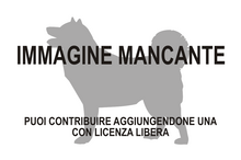 Immagine di Scherzi e STUBidaggini mancante