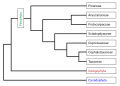 Image 22Phylogeny of the Pinophyta based on cladistic analysis of molecular data. (from Conifer)