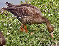 European white-fronted goose (A. a. albifrons) at the Slimbridge Wildfowl and Wetlands Centre