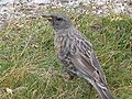 Alpine accentor Prunella collaris