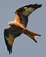 Red kite Milvus milvus