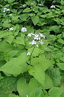 Lopățea (Lunaria rediviva)