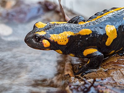 Tiefenstürmig Feuersalamander -20200314-RM-171544