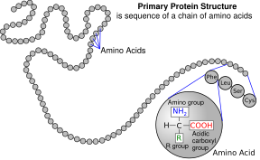 A protein depicted as a long unbranched string of linked circles each representing amino acids