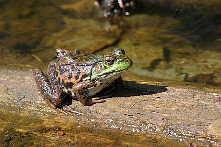 ♀ Lithobates clamitans subsp. melanota (Northern Green frog)