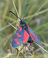 Zygaena filipendulae (Zygaenidae)