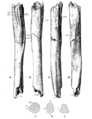 Humerus II