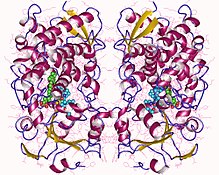 Modello tridimensionale dell'enzima