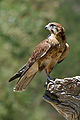 A brown falcon, a kind of falcon.