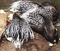 Indian crested porcupine