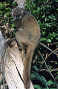 Lépilémur de Sahamalaza (Lepilemur sahamalazensis)