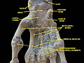 Wrist joint. Deep dissection. Anterior, palmar, view.