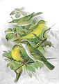 Melodious warbler Hippolais polyglotta