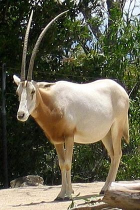 Exemplar adulto no Zoológico de Taronga.