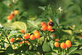 Paprika Capsicum schottianum s plody