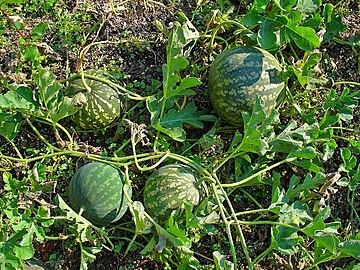 Ripe fruit