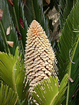 Japaninkäpypalmu (Cycas revoluta)