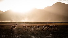 Guanacos en el Parque Eduardo Abaroa