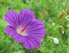 This Geranium incanum flower has shed its stamens, and deployed the tips of its pistil without accepting pollen from its own anthers. (It might of course still receive pollen from younger flowers on the same plant.)