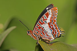 Charaxes brutus (en)