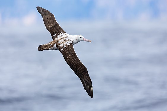 Gibson's albatross, created by JJ Harrison, nominated by MER-C