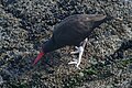 Ostrero negro (Haematopus ater).