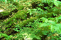 Image 51Downed wood replenishes topsoil as it decays. (from Old-growth forest)