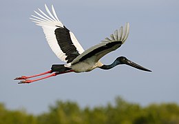 Azijinis gandras (Ephippiorhynchus asiaticus)