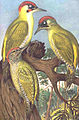 Eurasian green woodpecker Picus viridis