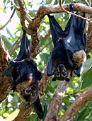 A black bat with a blond neck and eye-spots