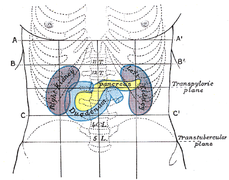 Abdomen visto de frente