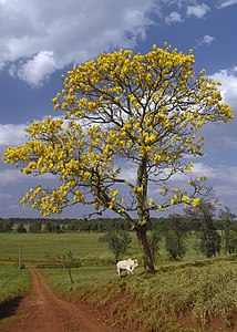 Бразилиядан Табебуйя терек (Tabebuia chrysotricha)