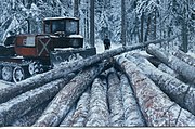 Dec1996:more larch trunks collected in the snow