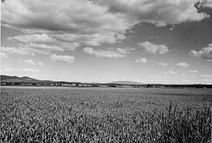 Weippe Prairie