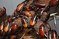 Auch die Madagaskar-Fauchschabe (Gromphadorhina portentosa) wird häufig gehalten, im Gegensatz zur Argentinischen Schabe jedoch seltener als Futtertier und meistens um ihrer selbst Willen.