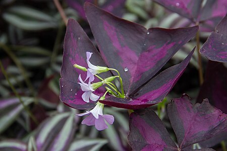 Jardin botanique de Montréal