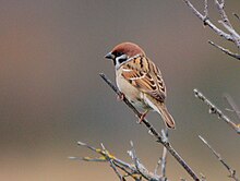 Photographie d’un petit oiseau.