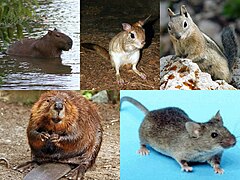 Divers rongeurs (Rodentia)