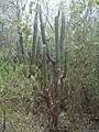 Sebucan (Pilosocereus royenii)