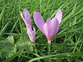 Colchicum autumnale înflorit (toamna)