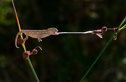 Mládě chameleona obecného při lovu dvoukřídlého hmyzu pomocí vystřelovacího jazyka (Národní park Kapıçam u Kahramanmaraşi)