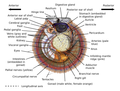 Anatomical diagram of a scallop, by KDS4444