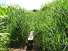 Two wooden posts set in the ground and crossing at an angle support a wooden board which disappears into tall green reeds