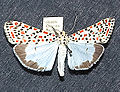 Utetheisa pulchella (Erebidae)