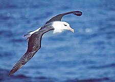 Phawachkaq pisqu: Thalassarche melanophris (huk alwatrus)